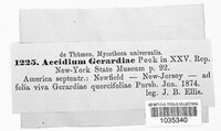 Puccinia gerardiae image